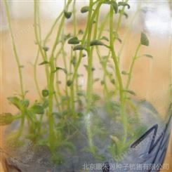 内蒙土豆种子