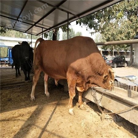 中达牧业 养殖10头牛犊利润 鲁西黄肉牛养殖场 养殖技术指导